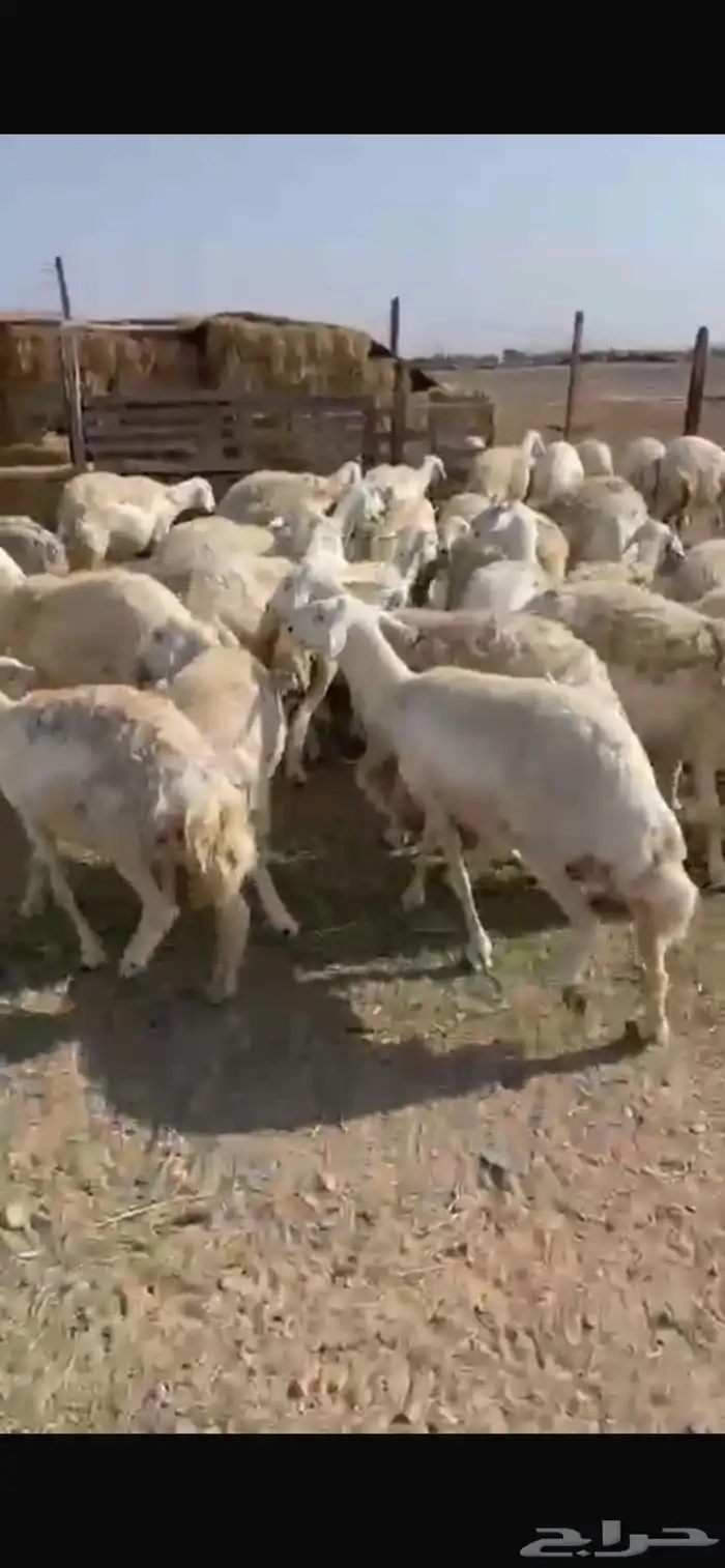 ضان للبيع 2