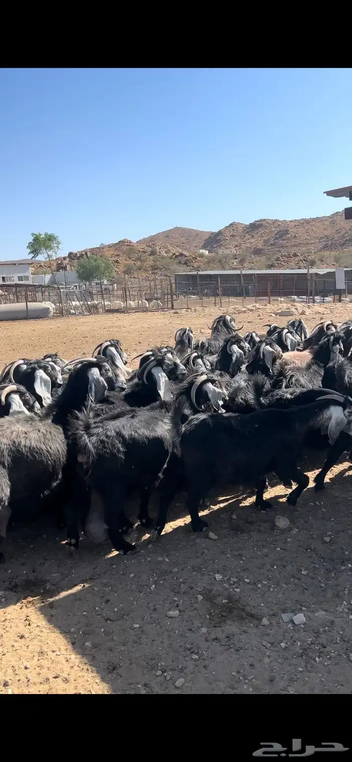 معزا عوارض مراح صنف 3