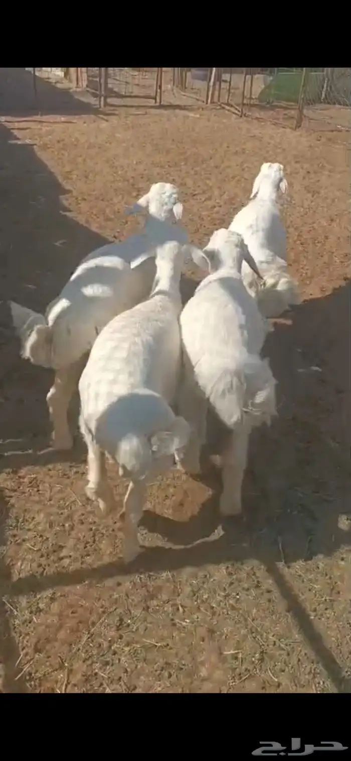 بهم طيب جدا  كلش خروف 0