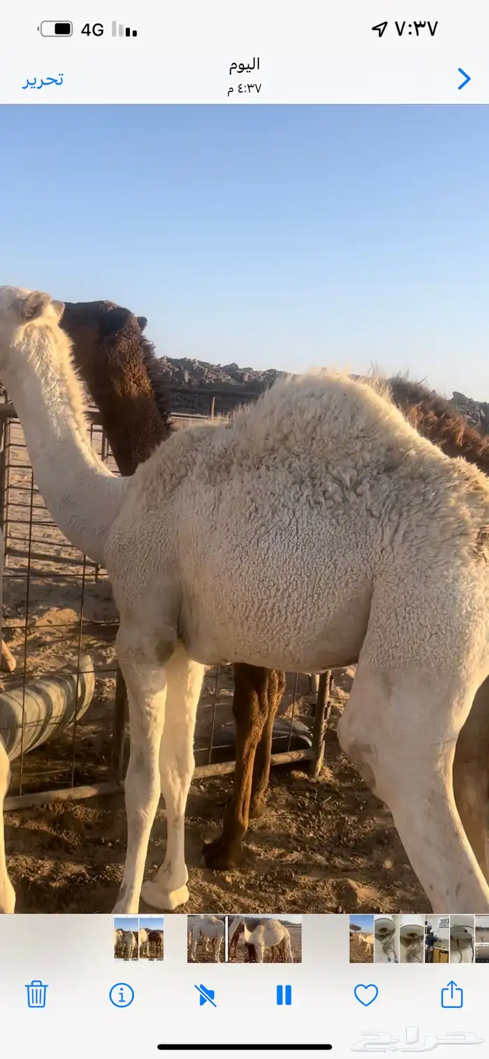 قعدان طيبه بربه 3