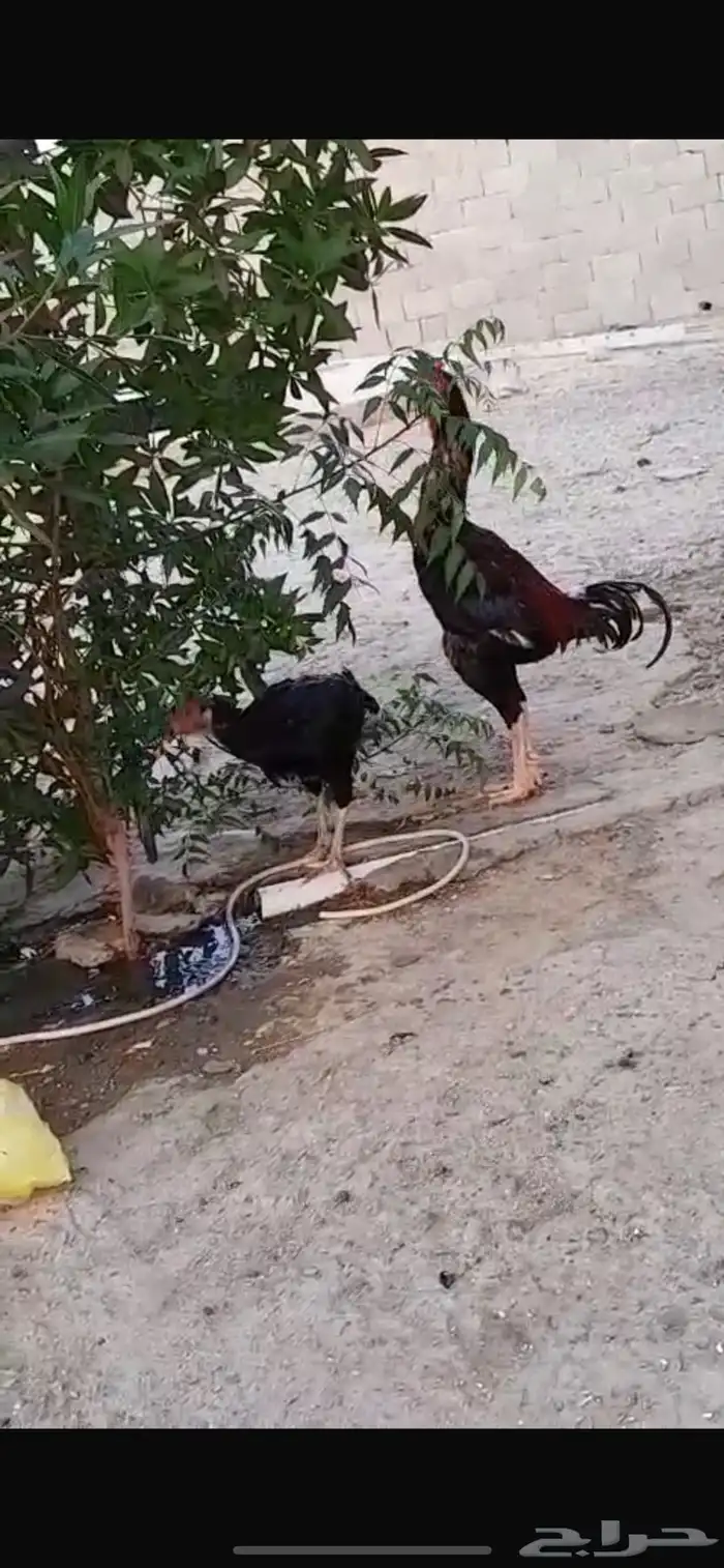 ديك ودجاجة سندي اصلي للبيع 2