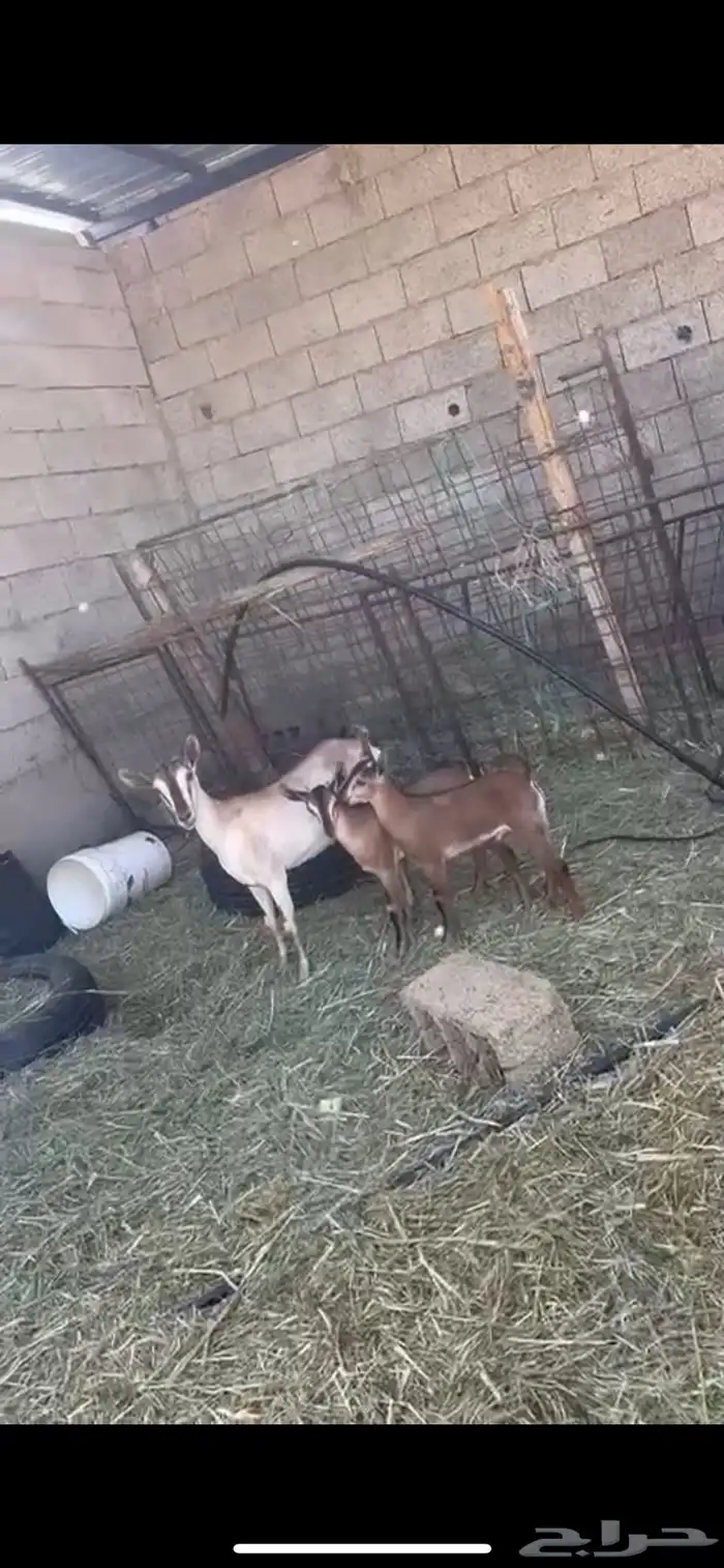 عنز جنوبية معها تيوس 2 2