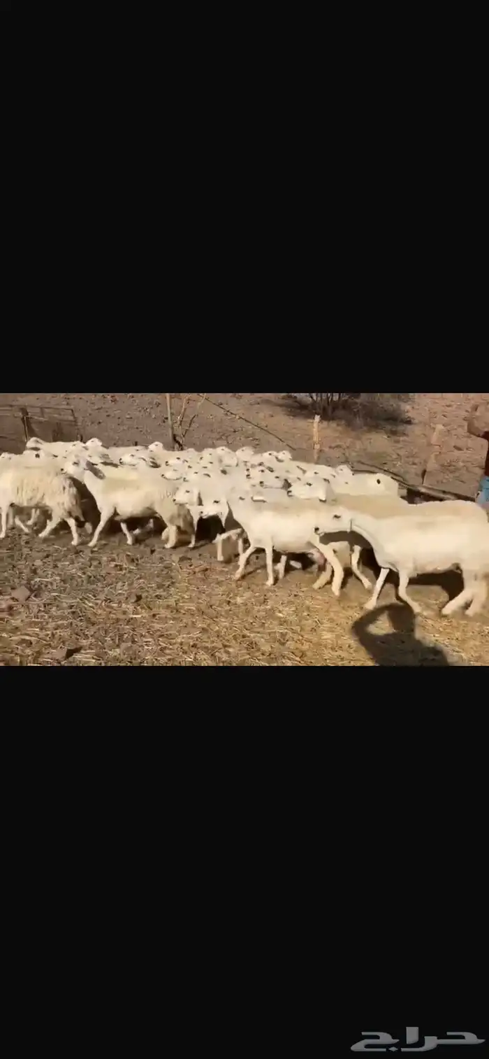 ظان العدد 80 تحتها واحد كلها دفيع معها افحلين 1