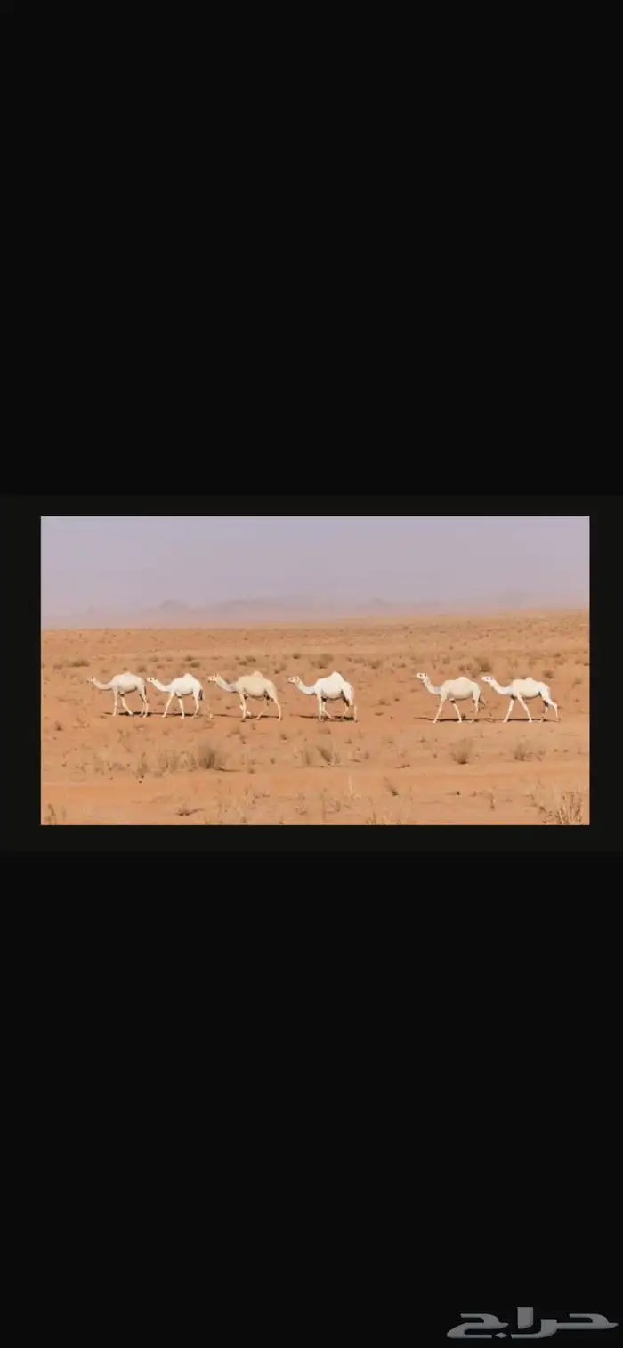الإبل 4