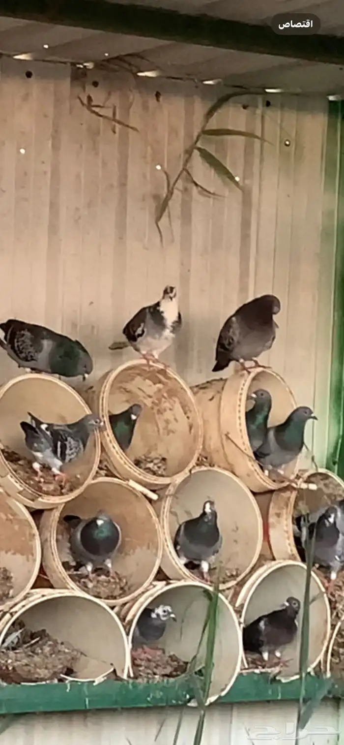 حمام للبيع 0