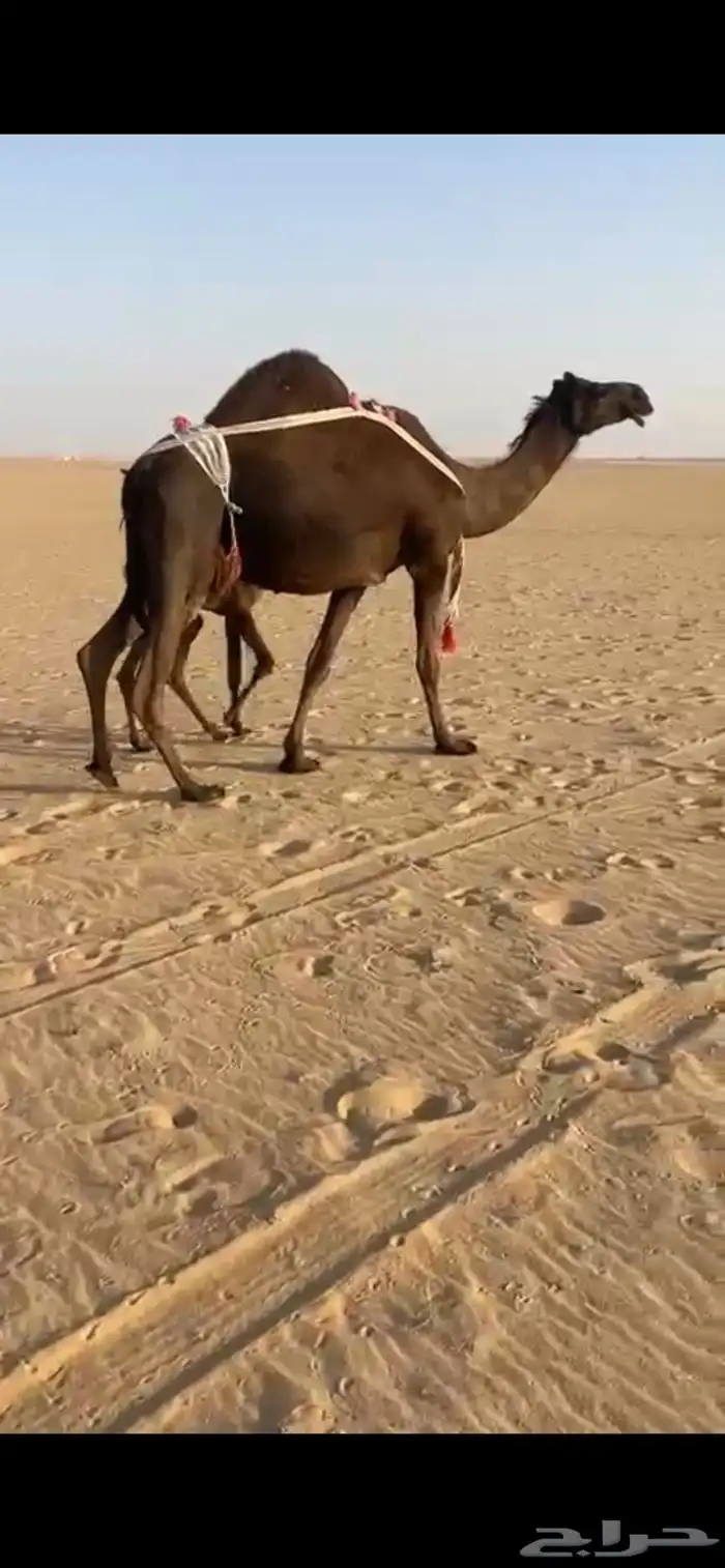 للبيع خلفه مجهم 2
