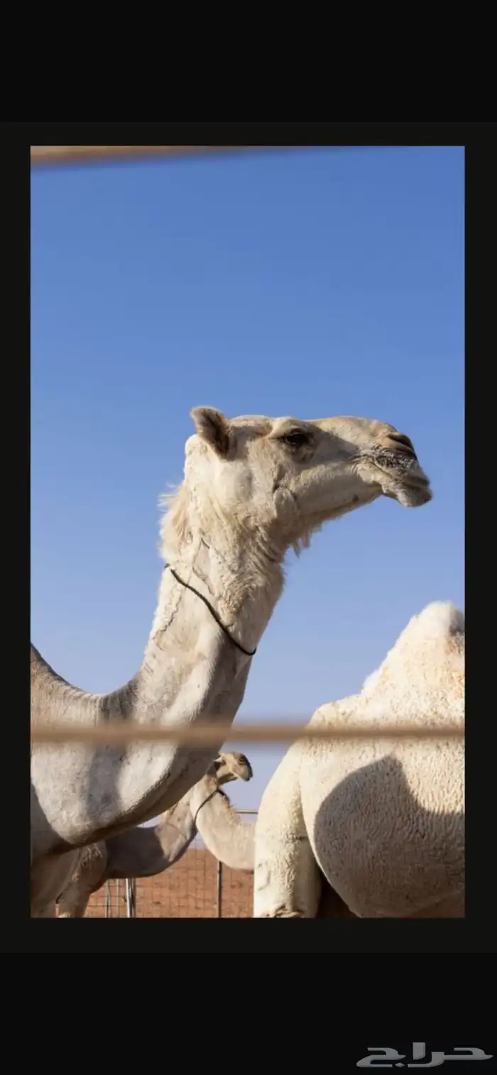 الإبل 2
