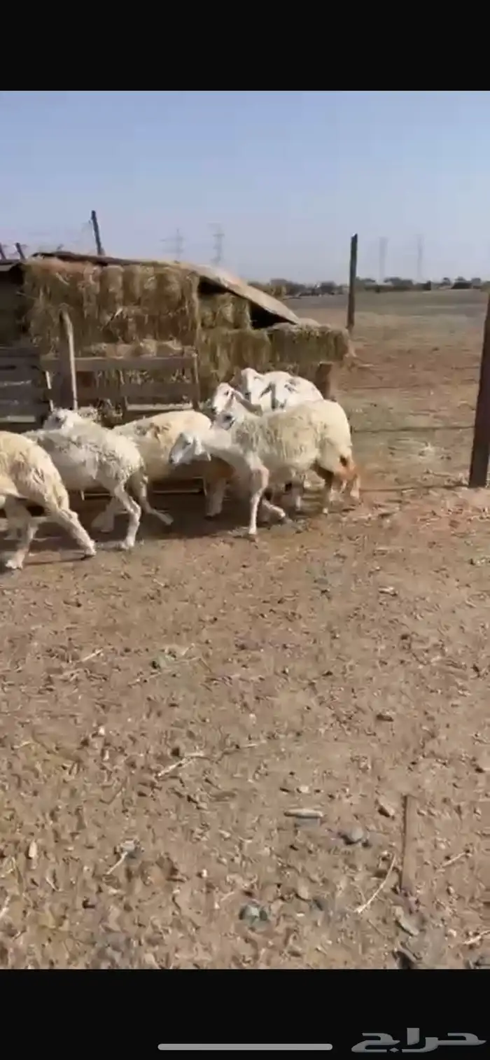 ضان للبيع 1