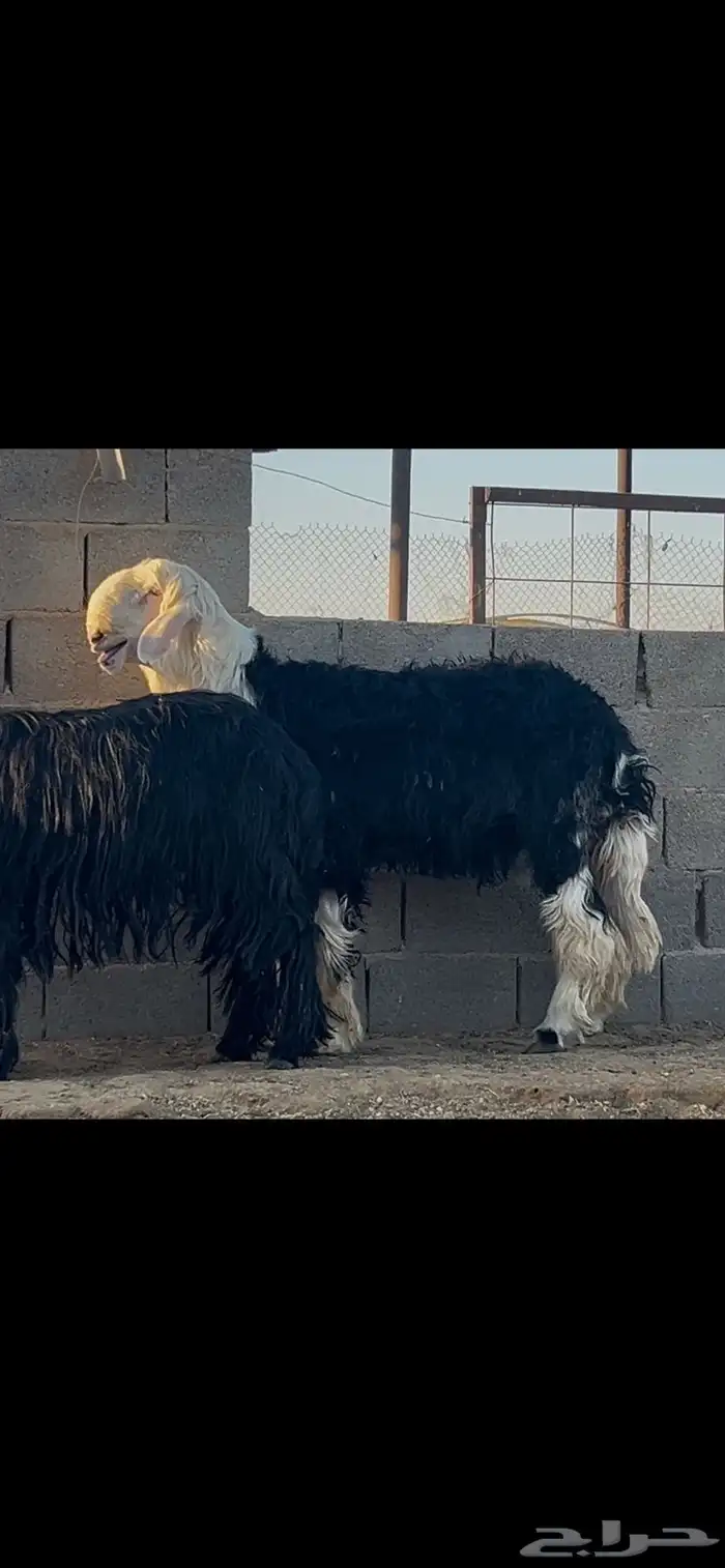 طلي نجدي جذع مشروع فحل 3