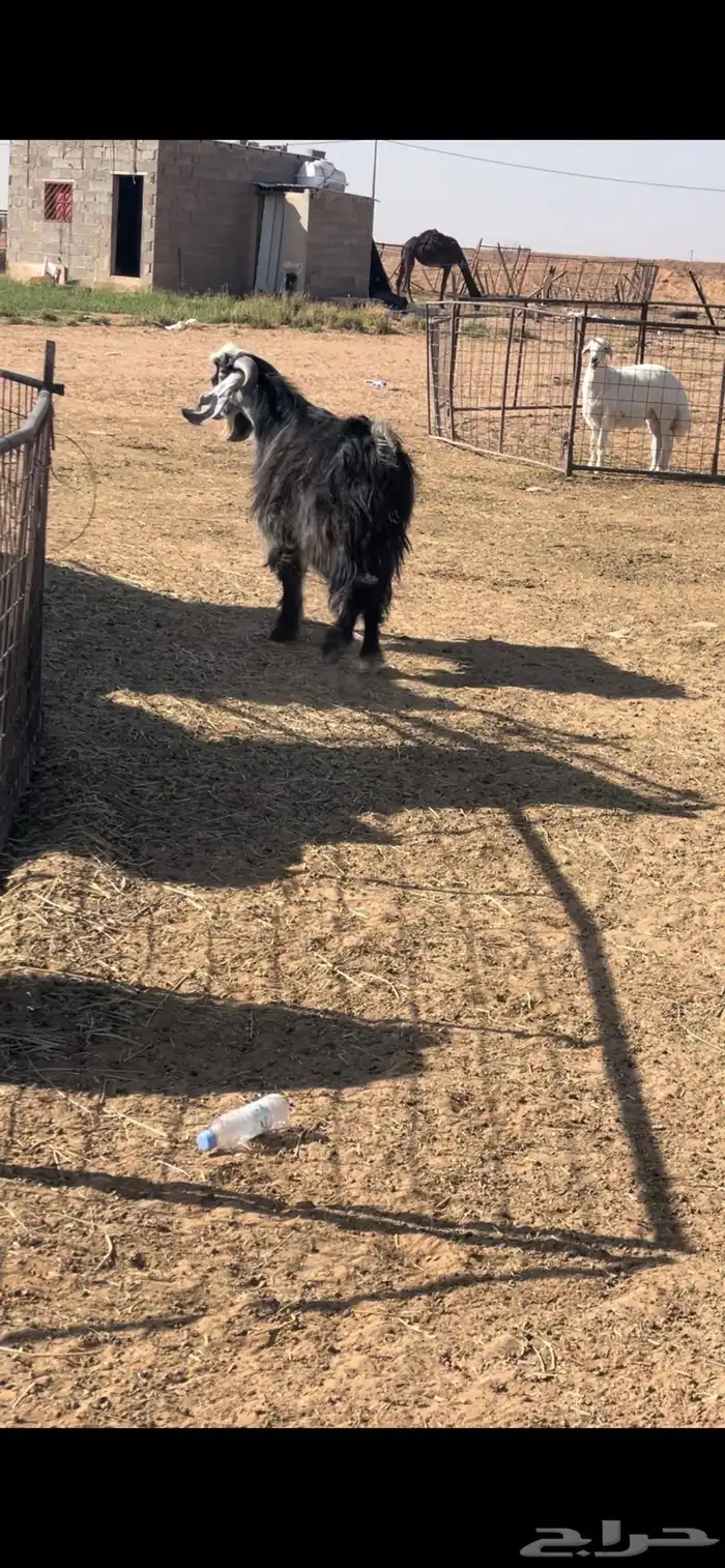 تيس عارضي ثني فحل وطيب والحد يسر 2