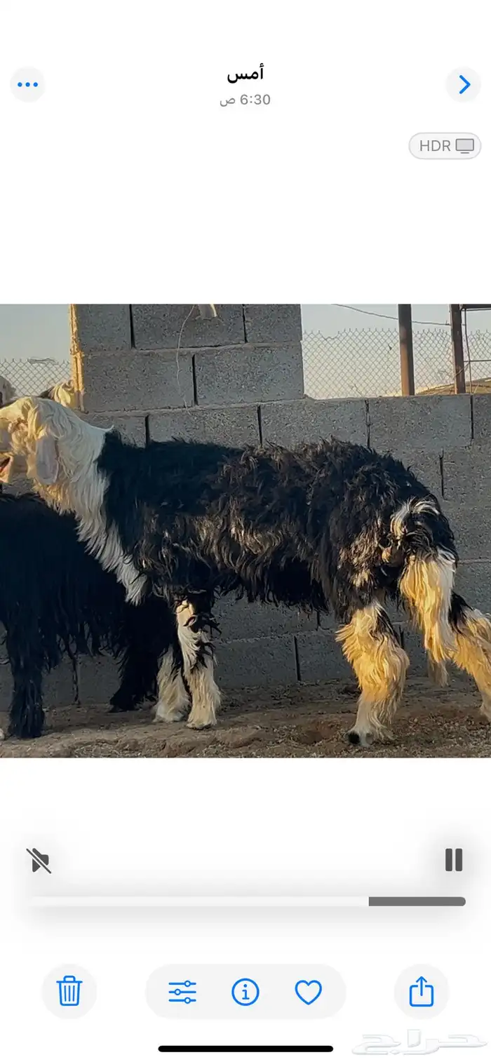 طلي نجدي جذع مشروع فحل 1