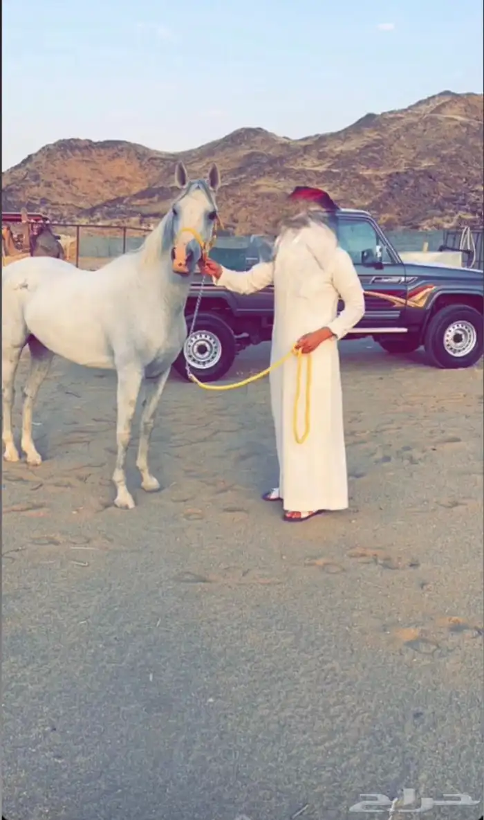 فرس شعبيه 4