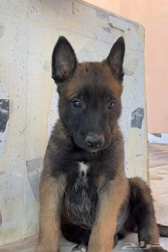 مالينوا ( للتلقيح ) 8