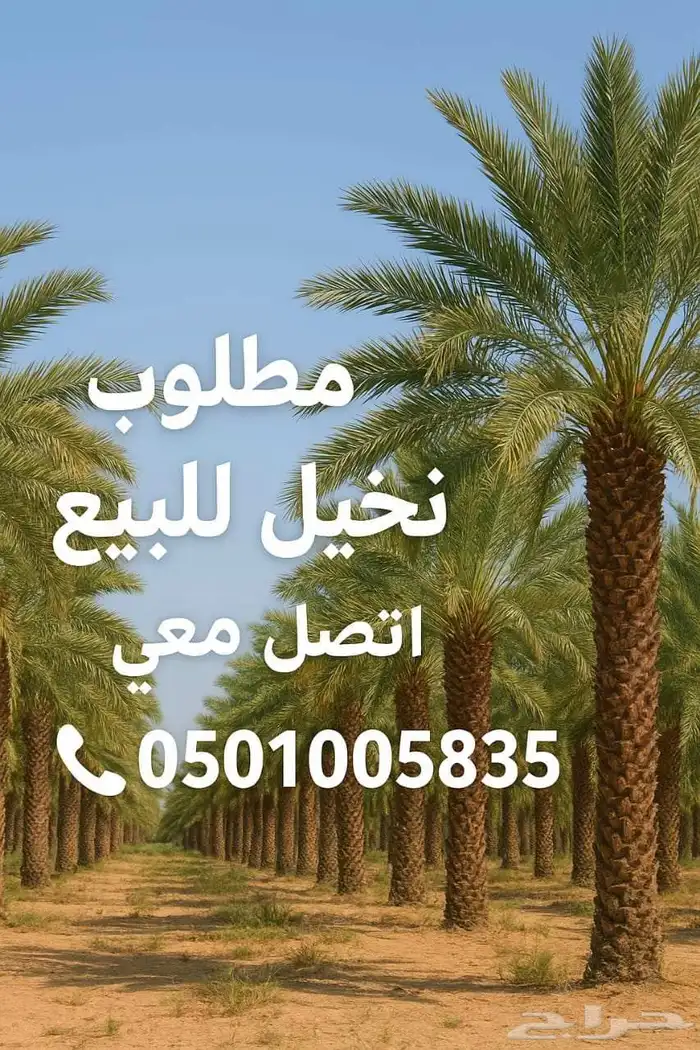 عندك نخيل للبيع توصل معا رقم لي في الصوره 0