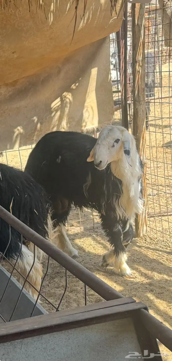 طليان نجدي جبره وفاخره. 0