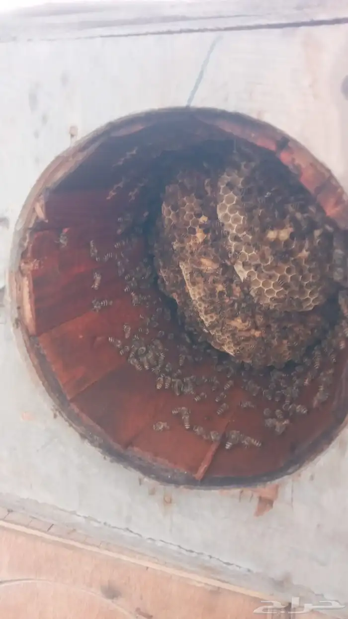 للبيع نحل بلدي عدد 6