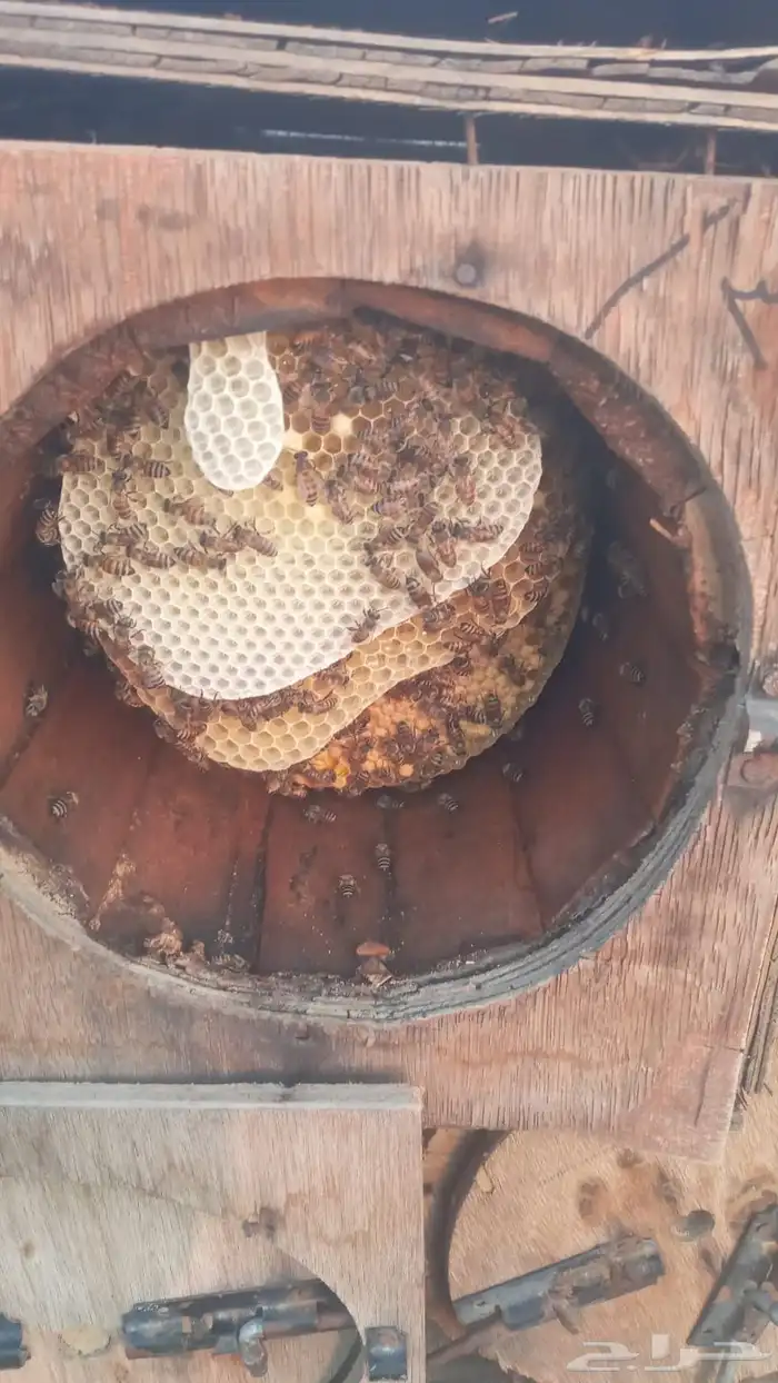 للبيع نحل بلدي عدد 5