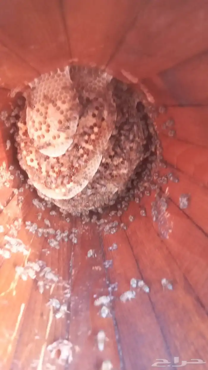 للبيع نحل بلدي عدد 4