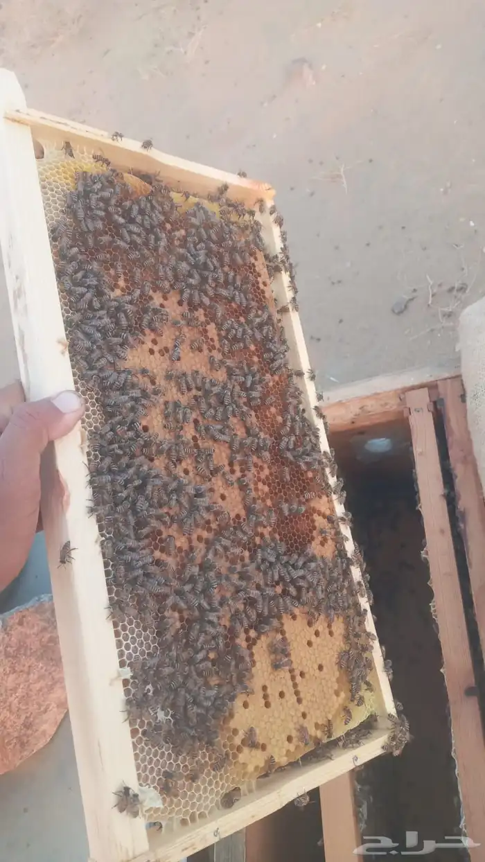 للبيع نحل بلدي عدد 11