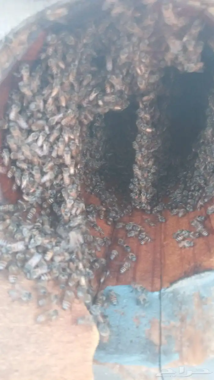 للبيع نحل بلدي عدد 2