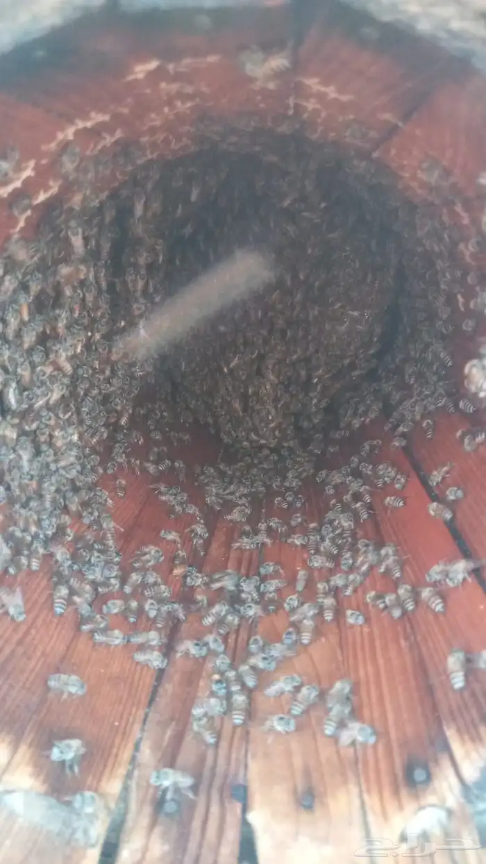 للبيع نحل بلدي عدد 1