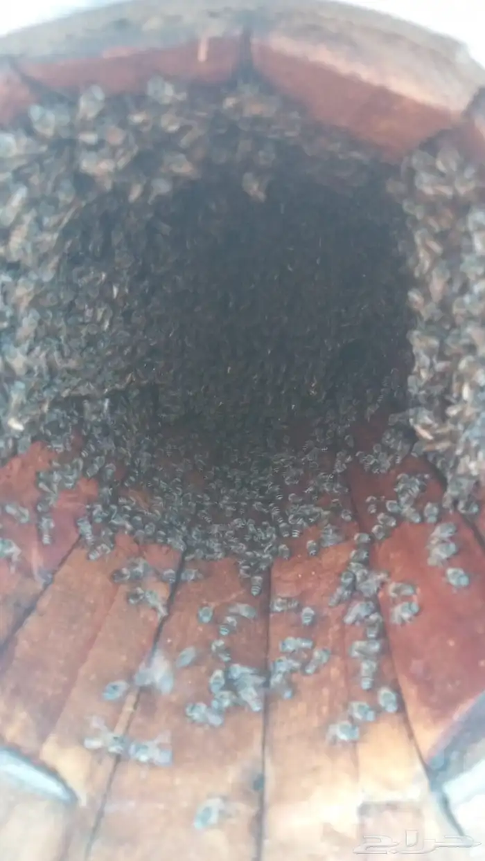 للبيع نحل بلدي عدد 0