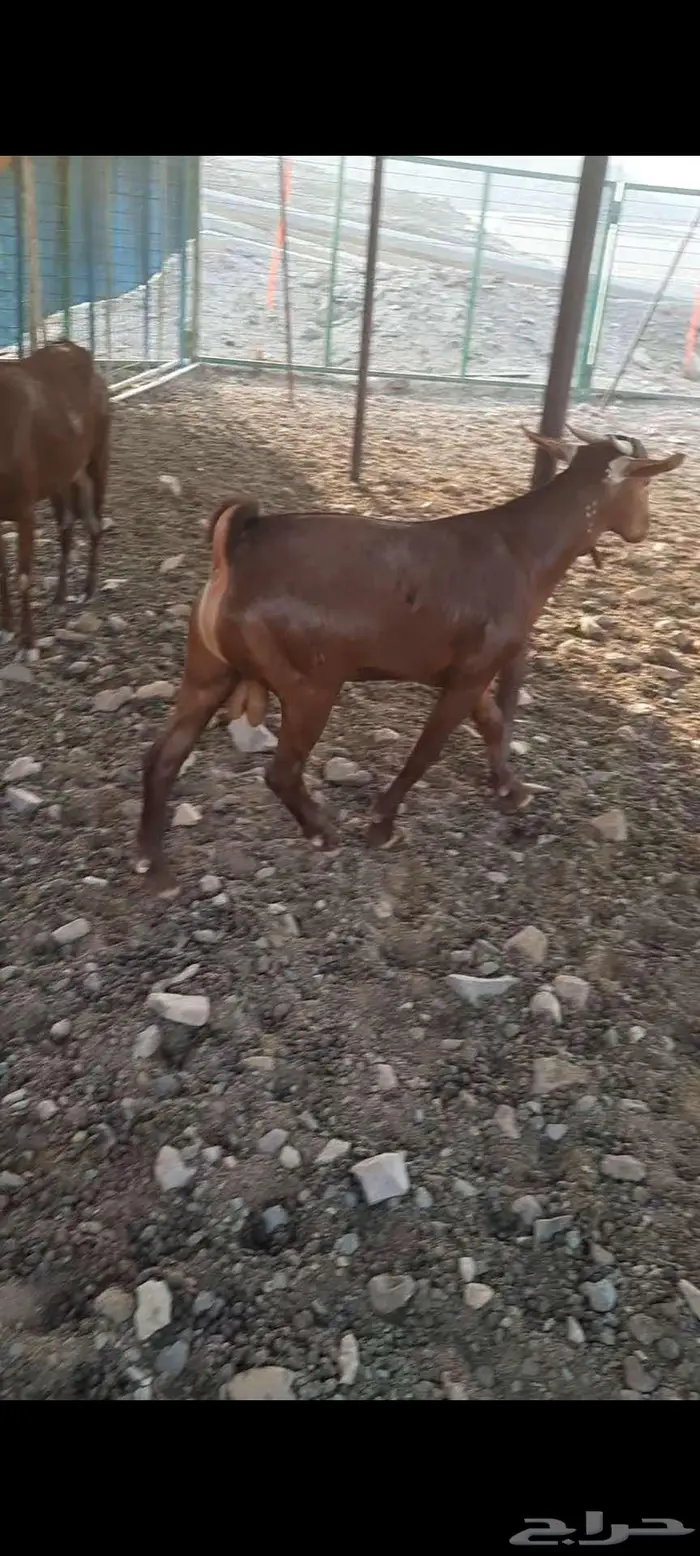 تيس محايلي أدهم ادبس مشروع فحل مميز جدا 4