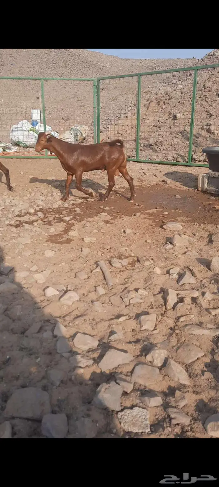 تيس محايلي أدهم ادبس مشروع فحل مميز جدا 0
