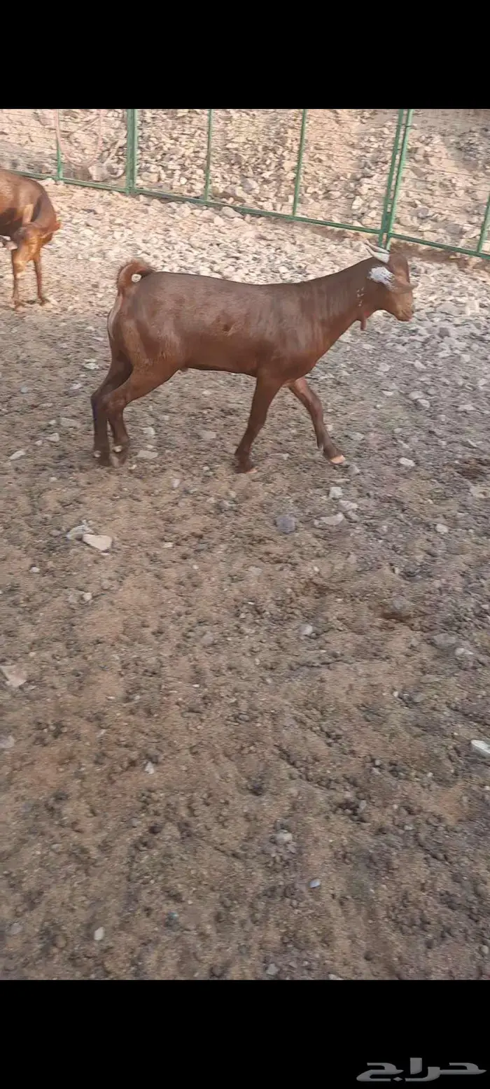 تيس محايلي أدهم ادبس مشروع فحل مميز جدا 9