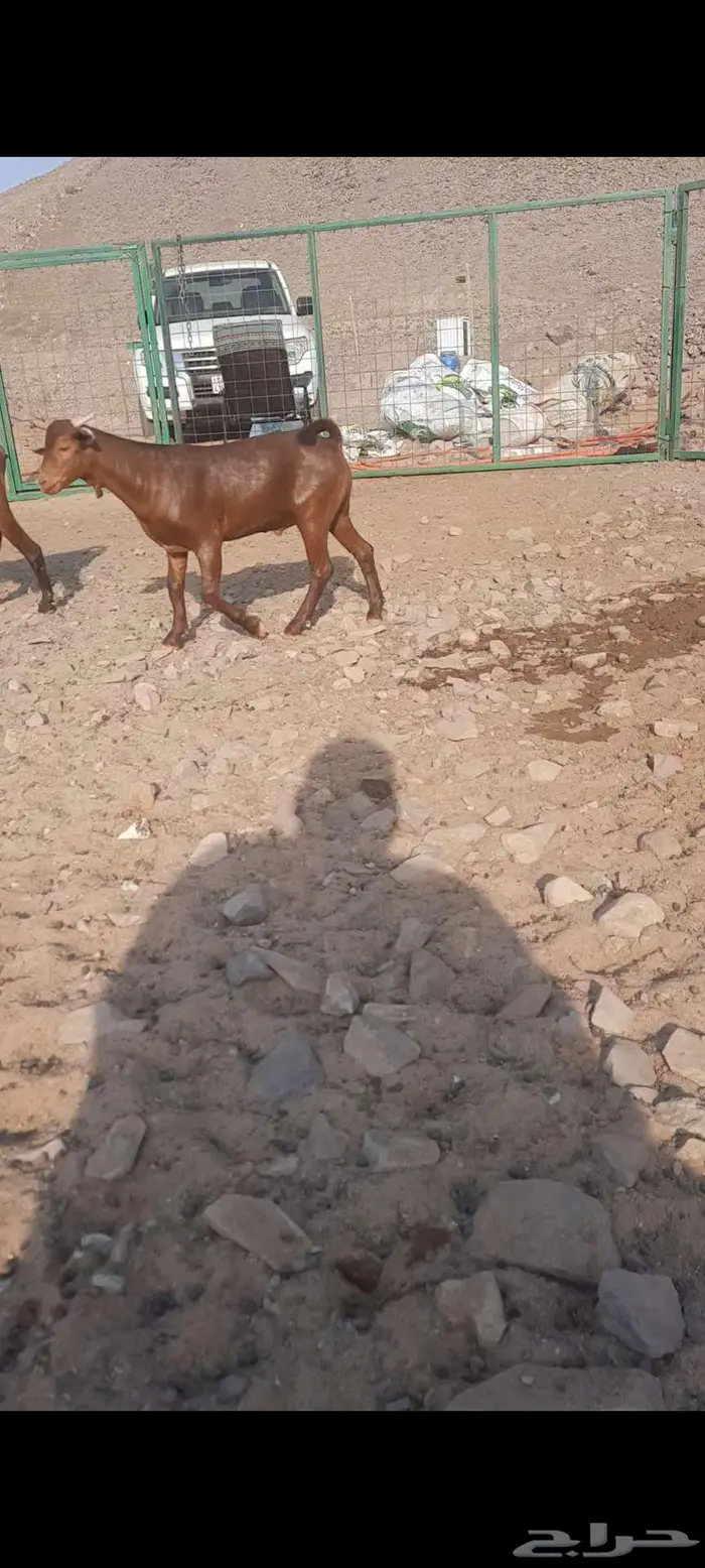 تيس محايلي أدهم ادبس مشروع فحل مميز جدا 1