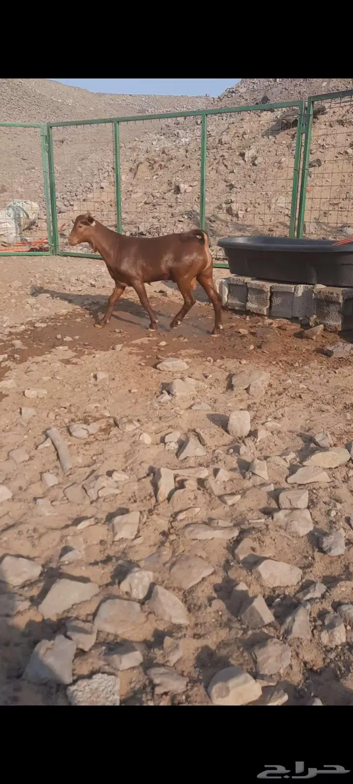 تيس محايلي أدهم ادبس مشروع فحل مميز جدا 3