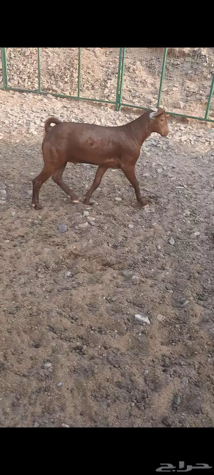 تيس محايلي أدهم ادبس مشروع فحل مميز جدا 5