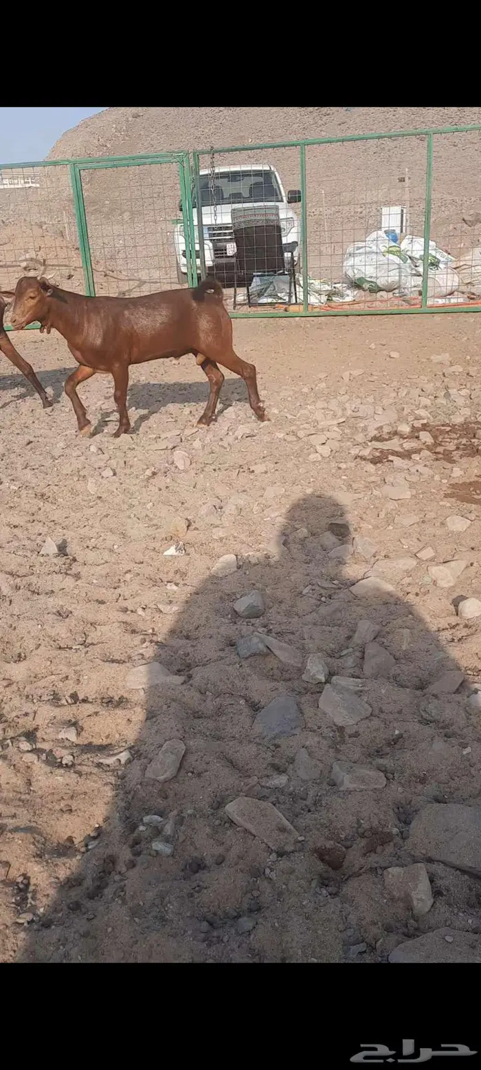 تيس محايلي أدهم ادبس مشروع فحل مميز جدا 2