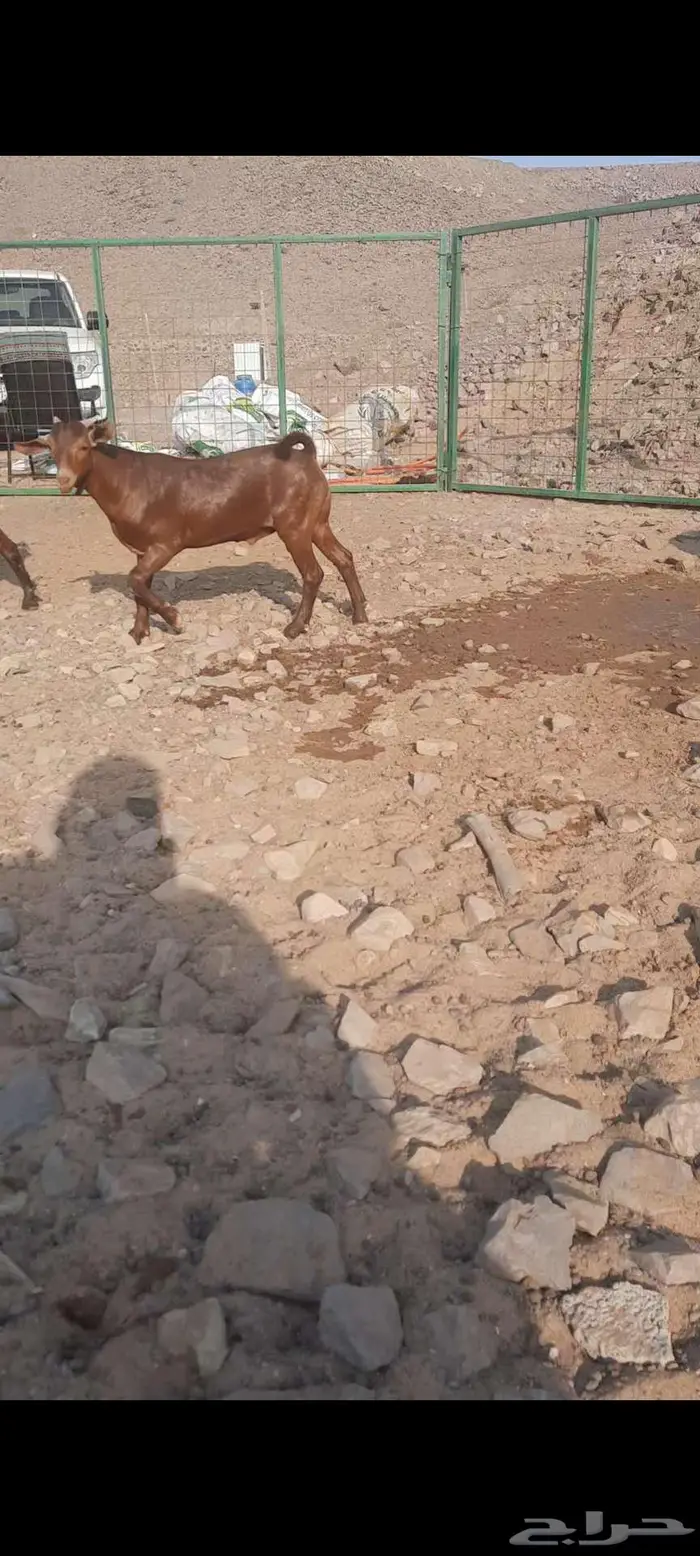 تيس محايلي أدهم ادبس مشروع فحل مميز جدا 6