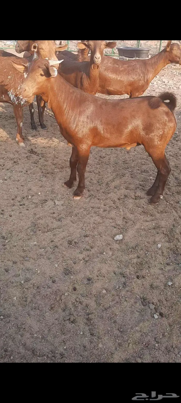 تيس محايلي أدهم ادبس مشروع فحل مميز جدا 7