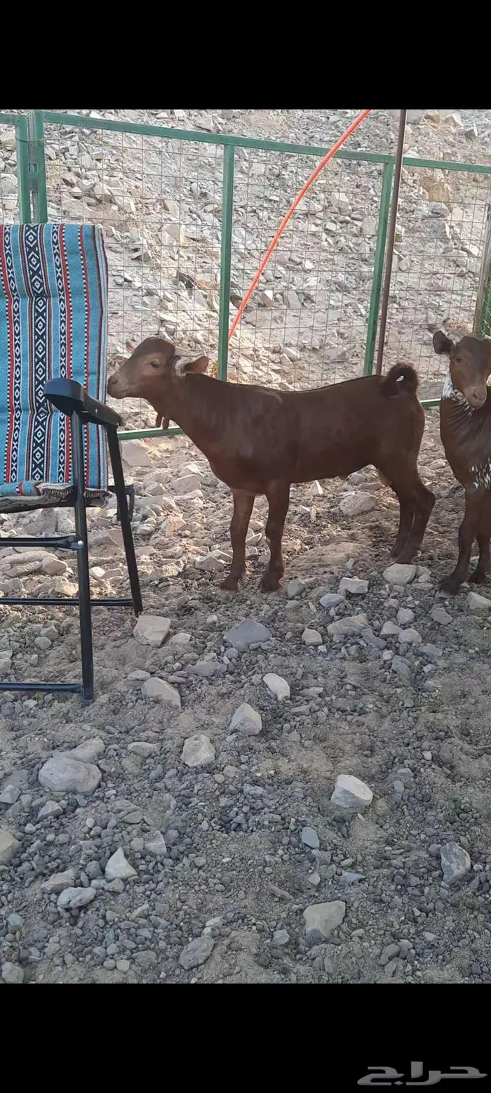تيس محايلي أدهم ادبس مشروع فحل مميز جدا 8