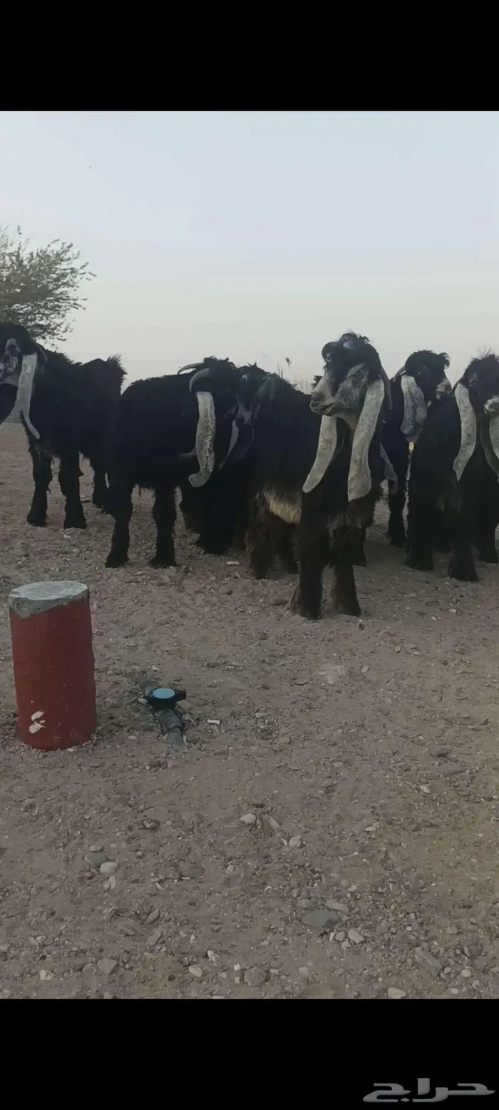 للبيع مشاريع فحول عوارض صنف 0