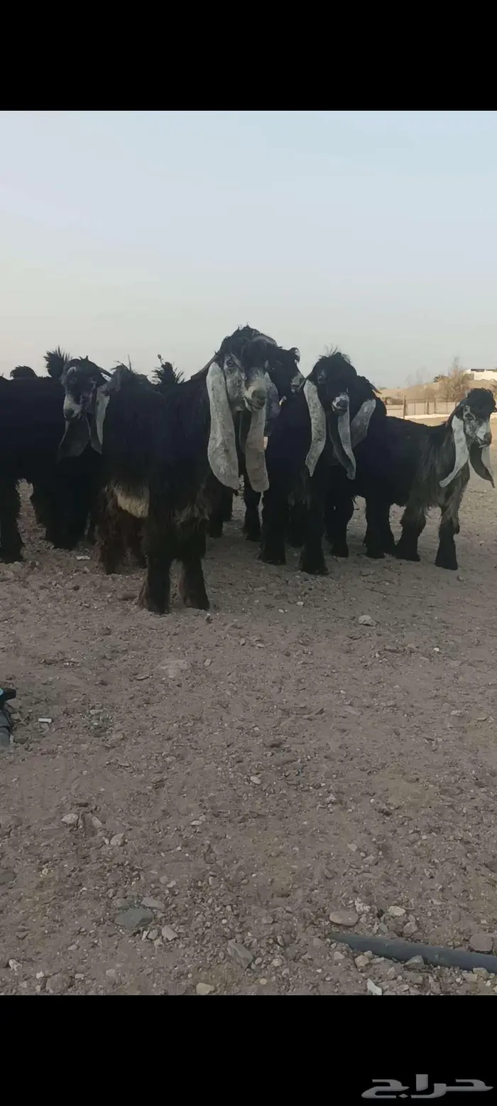 للبيع مشاريع فحول عوارض صنف 1