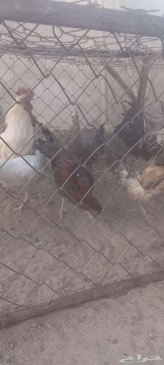دجاج بلدي 2