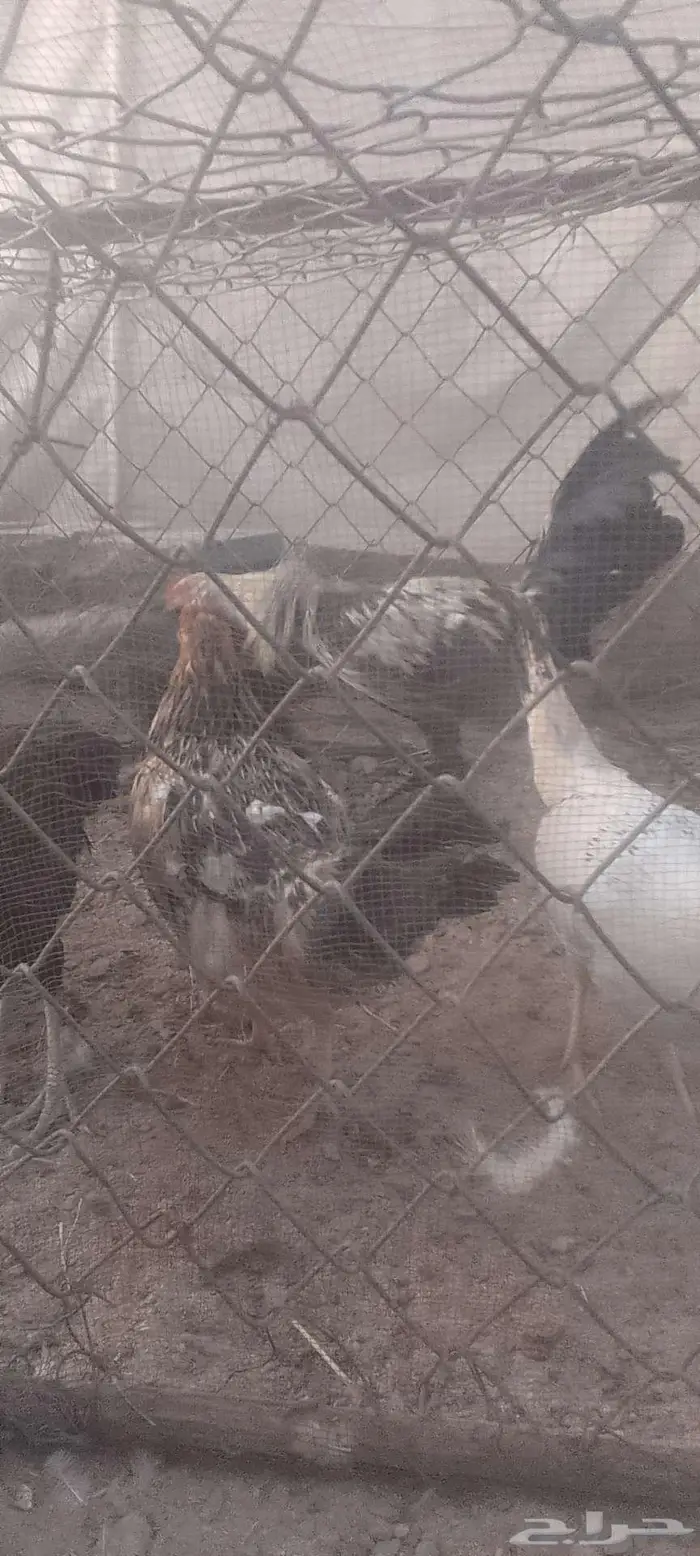 دجاج بلدي 4