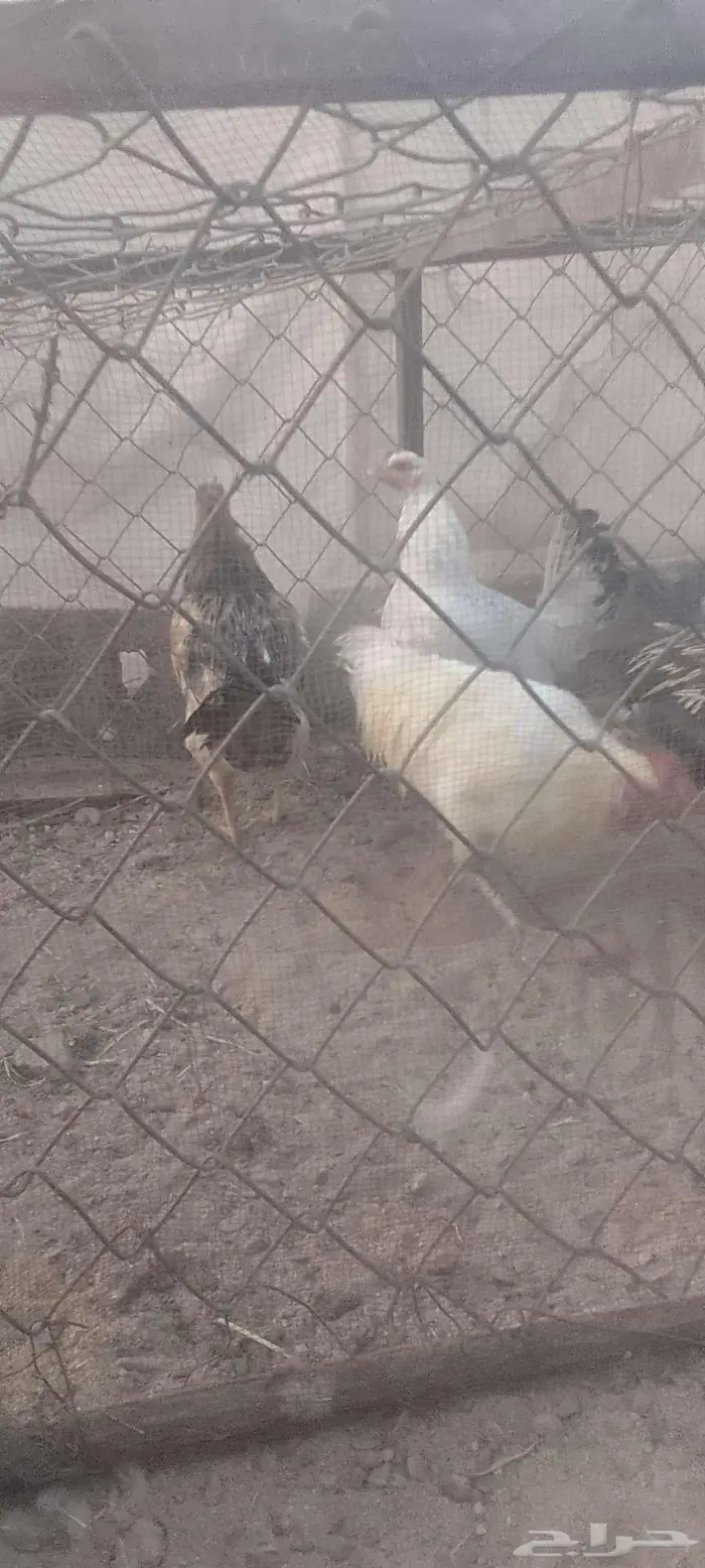 دجاج بلدي 6