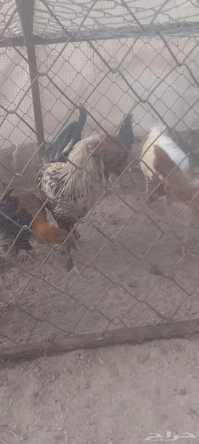 دجاج بلدي 5