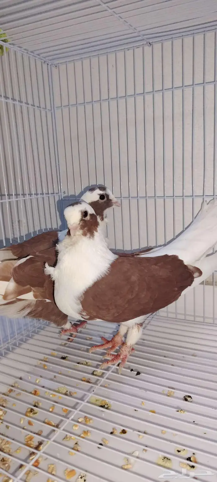 ماشالله تبارك الله للبيع 3 أزواج حمام 0