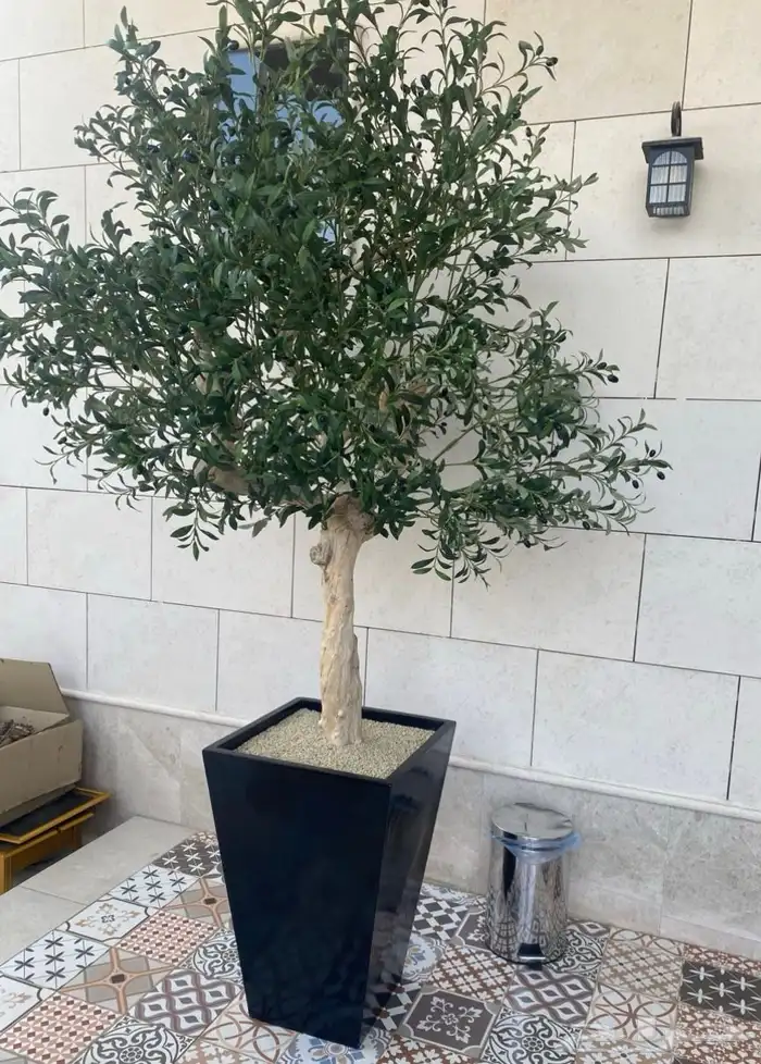 شجره زينه زيتون حجم كبير البيع 1200 السعي على المشتري 0