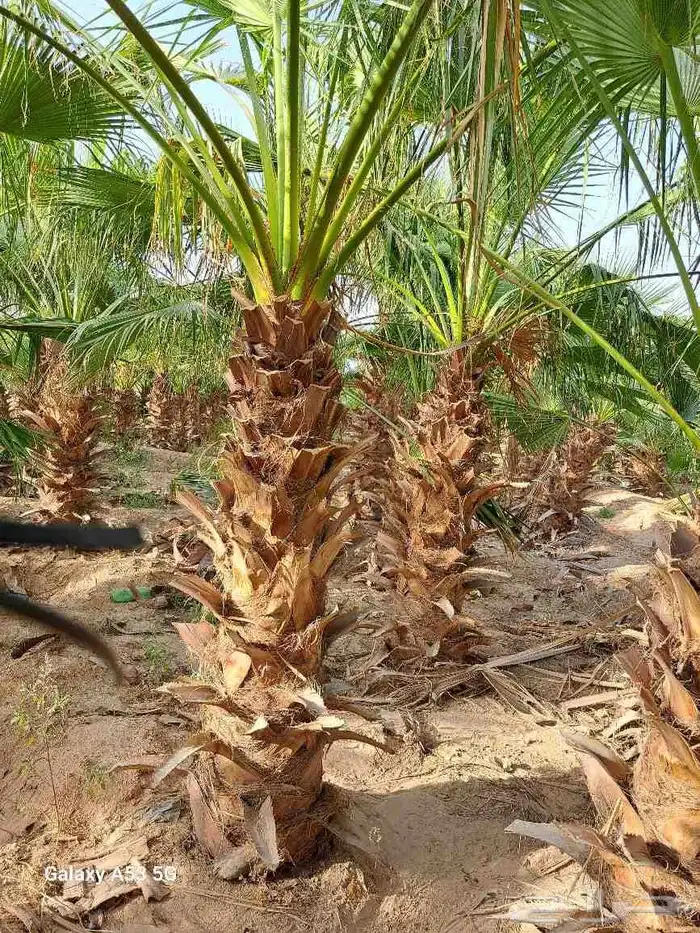 مقاول اشجار زيتون ونخل وشنطني وعربي بجميع انواعها 2