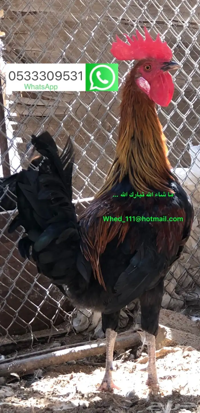 23 ديك بلدي عنيزة 10 شهور 13