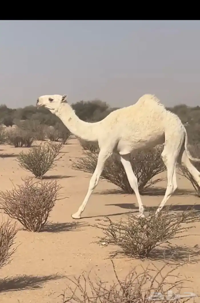 قعود اوضح علياني عظم كفو وعدال 2