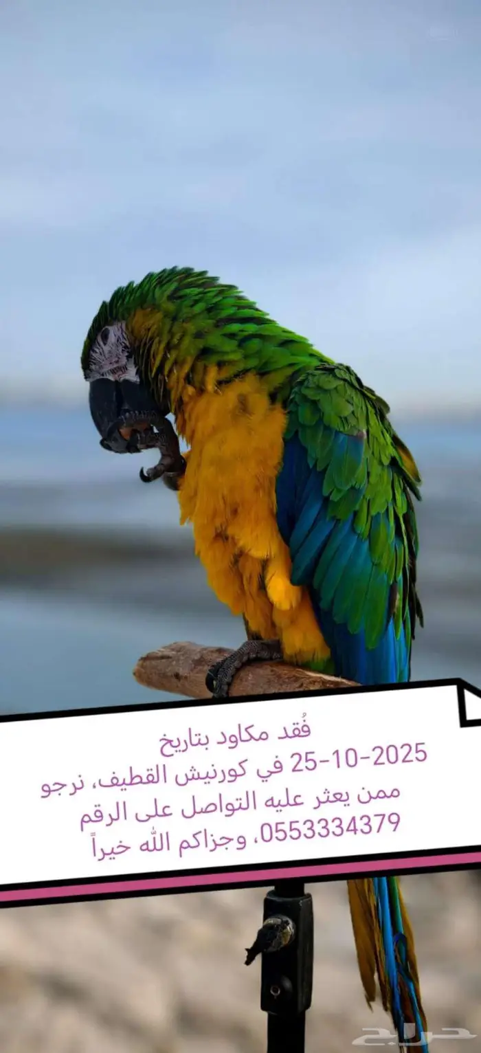 مكاو مفقود 0