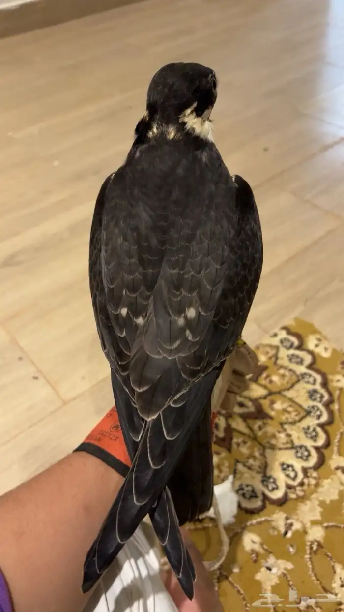 بكه او بجه 1