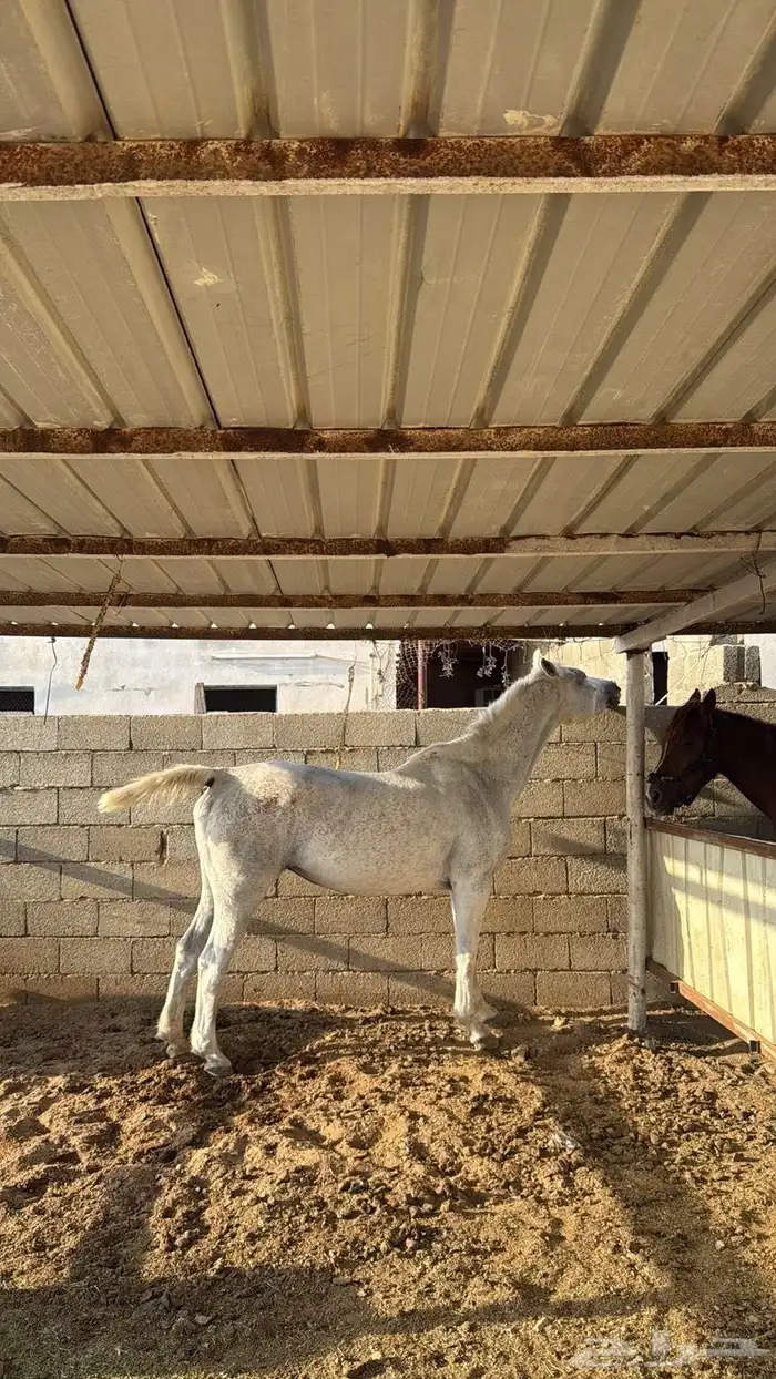 خيل عربيه اصيله ومهر 3